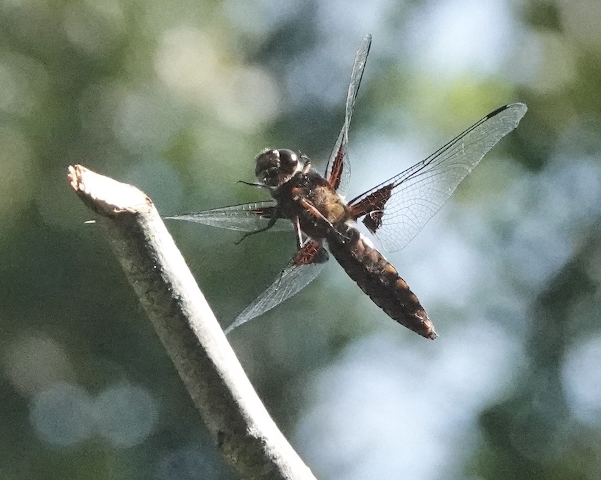 broad-bodied chaser